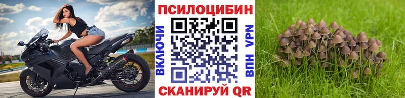 кракен как войти  Динская  Галлюциногенные грибы Psilocybe  наркота 